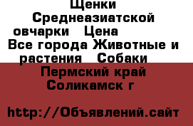 Щенки Среднеазиатской овчарки › Цена ­ 30 000 - Все города Животные и растения » Собаки   . Пермский край,Соликамск г.